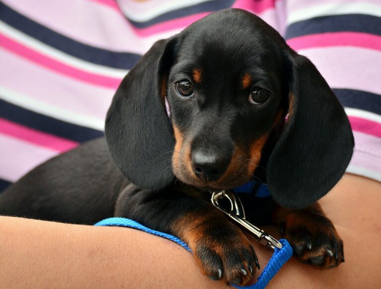 dachshund, puppy, pet